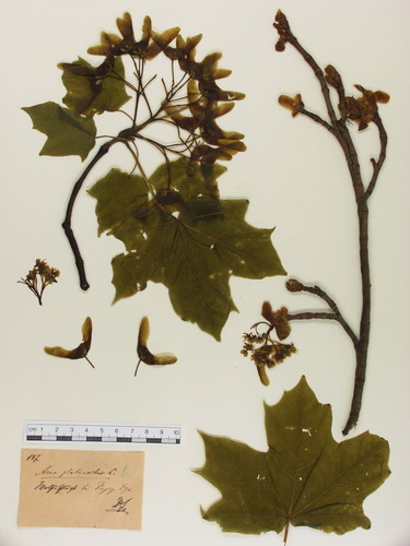 Acer platanoides L. - Großbild
