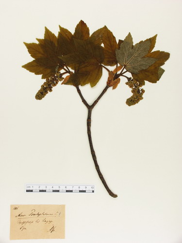Acer pseudoplatanus L. - Großbild